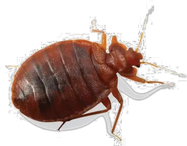 Bed Bug Transparent Background Bed Bug Transparent Background Png Transparent Bug