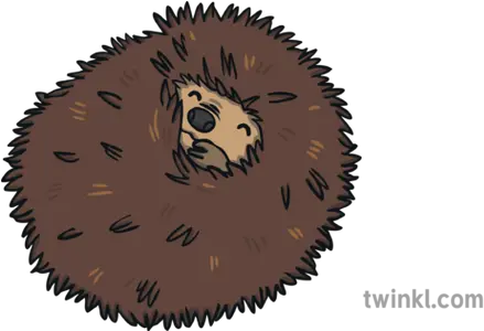 Ks1 Curled Up Hedgehog Illustration Twinkl Hedgehog With Numbers Png Hedgehog Png