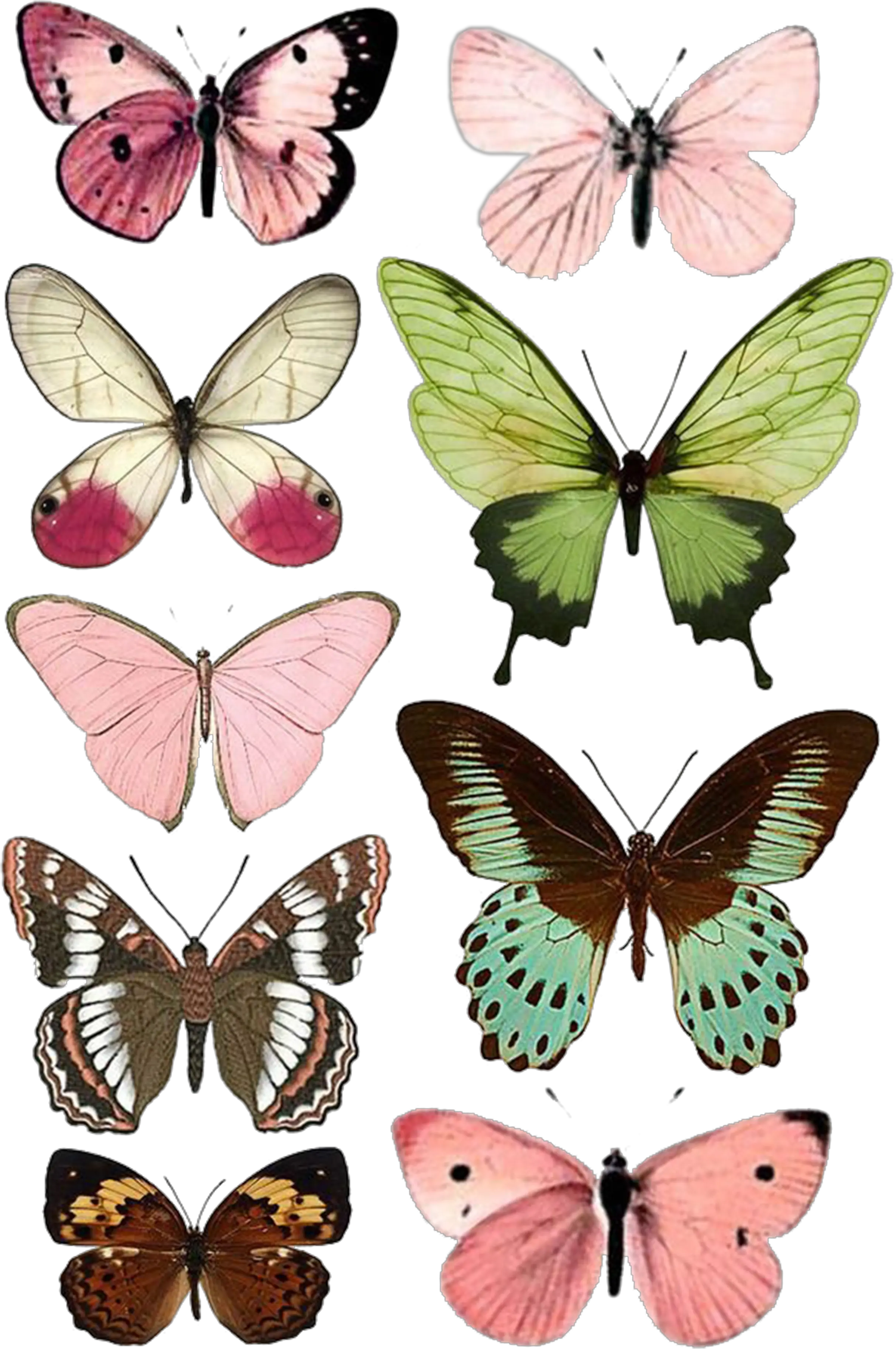 Download Butterfly Moth Insect Paper Printing Free Printable Butterfly Prints Free Png Moth Png