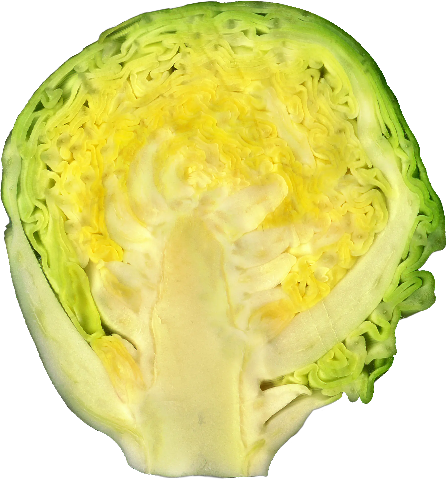 Brussel Sprout Png