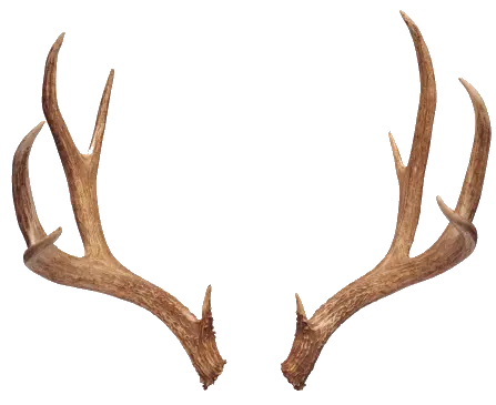 Boho Deer Horn Antlers Png Deer Antlers Png