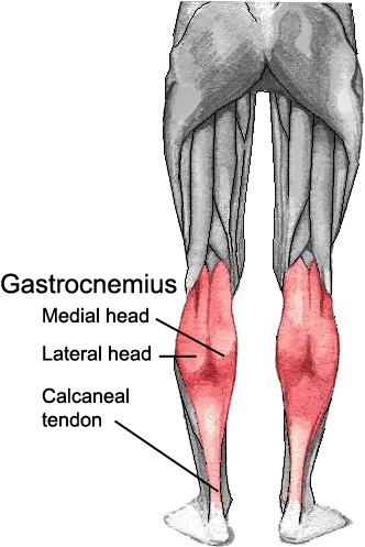 Muscles Of The Lower Leg And Foot Human Anatomy Gastrocnemius Medial And Lateral Head Png Leg Png