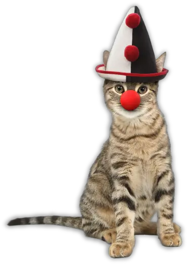 Adopt A Cat Petsinc Clown Nose For Cats Png Cat Transparent