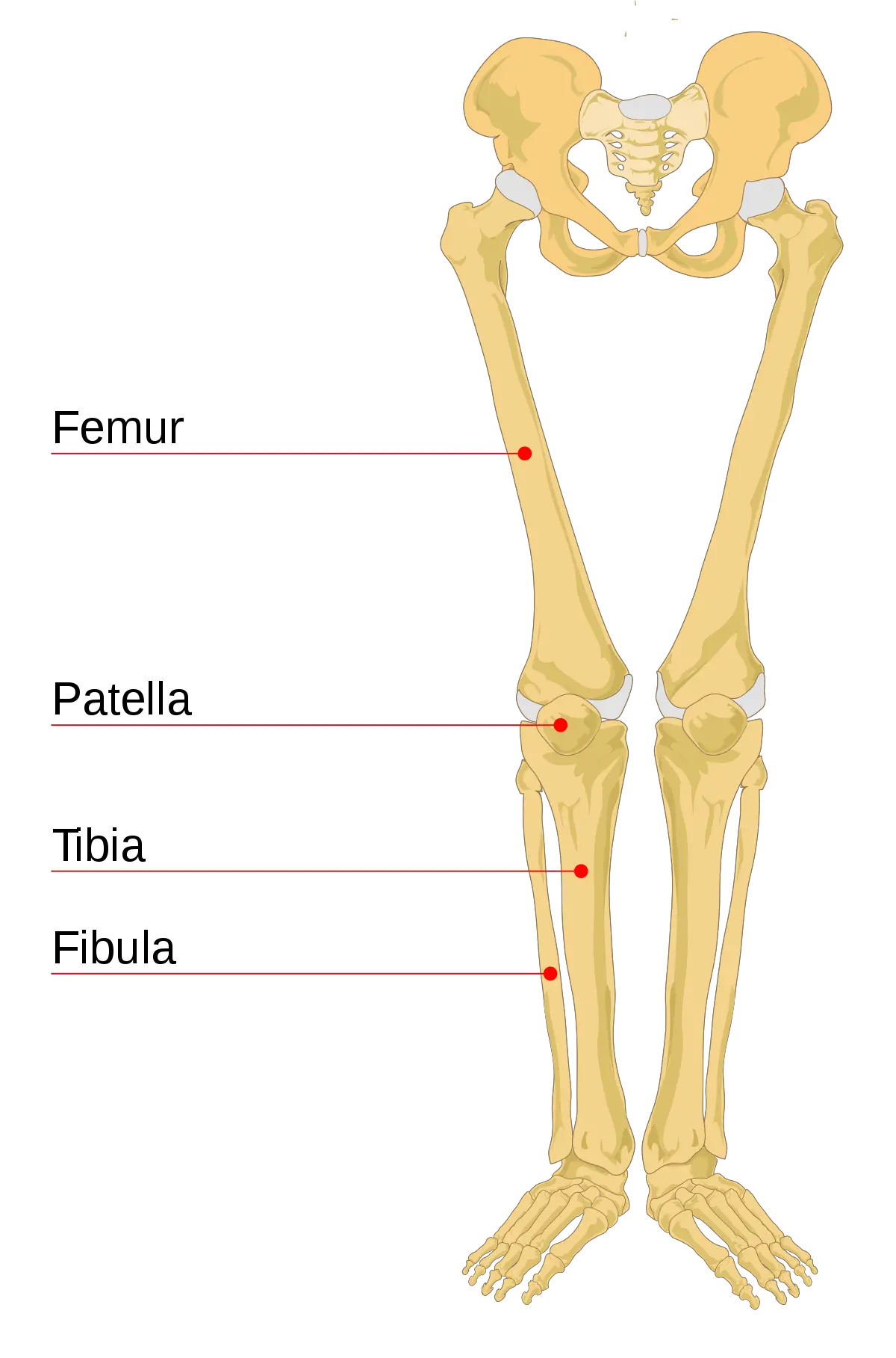 Free Legs Transparent Download Clip Art Leg Bones Png Leg Transparent