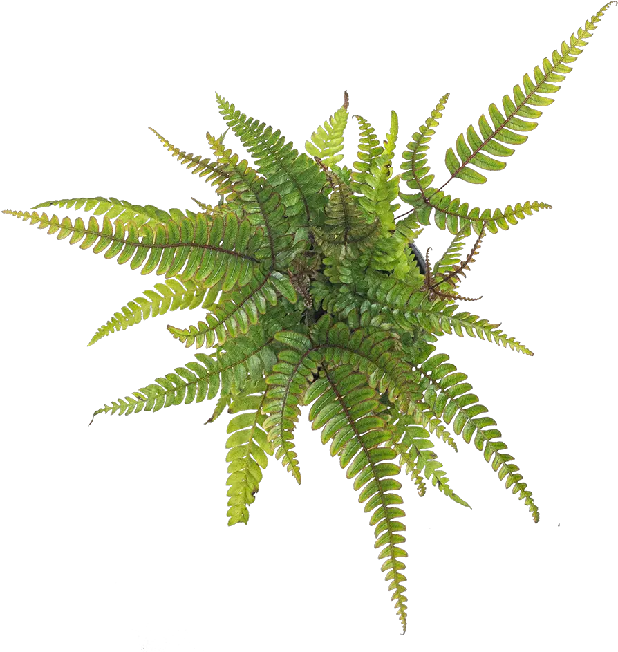 Buy Indoor Ferns Direct From The Greenhouse Planterina Vertical Png Fern Leaf Png