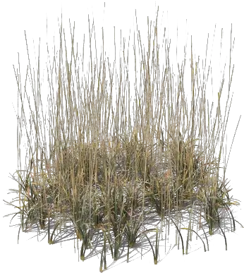 Beach Grass Png Transparent Transparent Beach Grass Png Grass Png Transparent