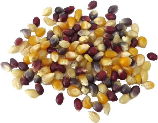 Bundle Popcorn Kernels Gourmet Mixture Png Popcorn Kernel Png