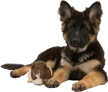 Dog Gif Soft Png Transparent Dog Gif