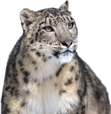 Leopard Snow Png 206x210 Snow Leopard Gif Png Snow Leopard Png