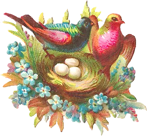 Free Digital Bird Birds Png Bird Nest Png