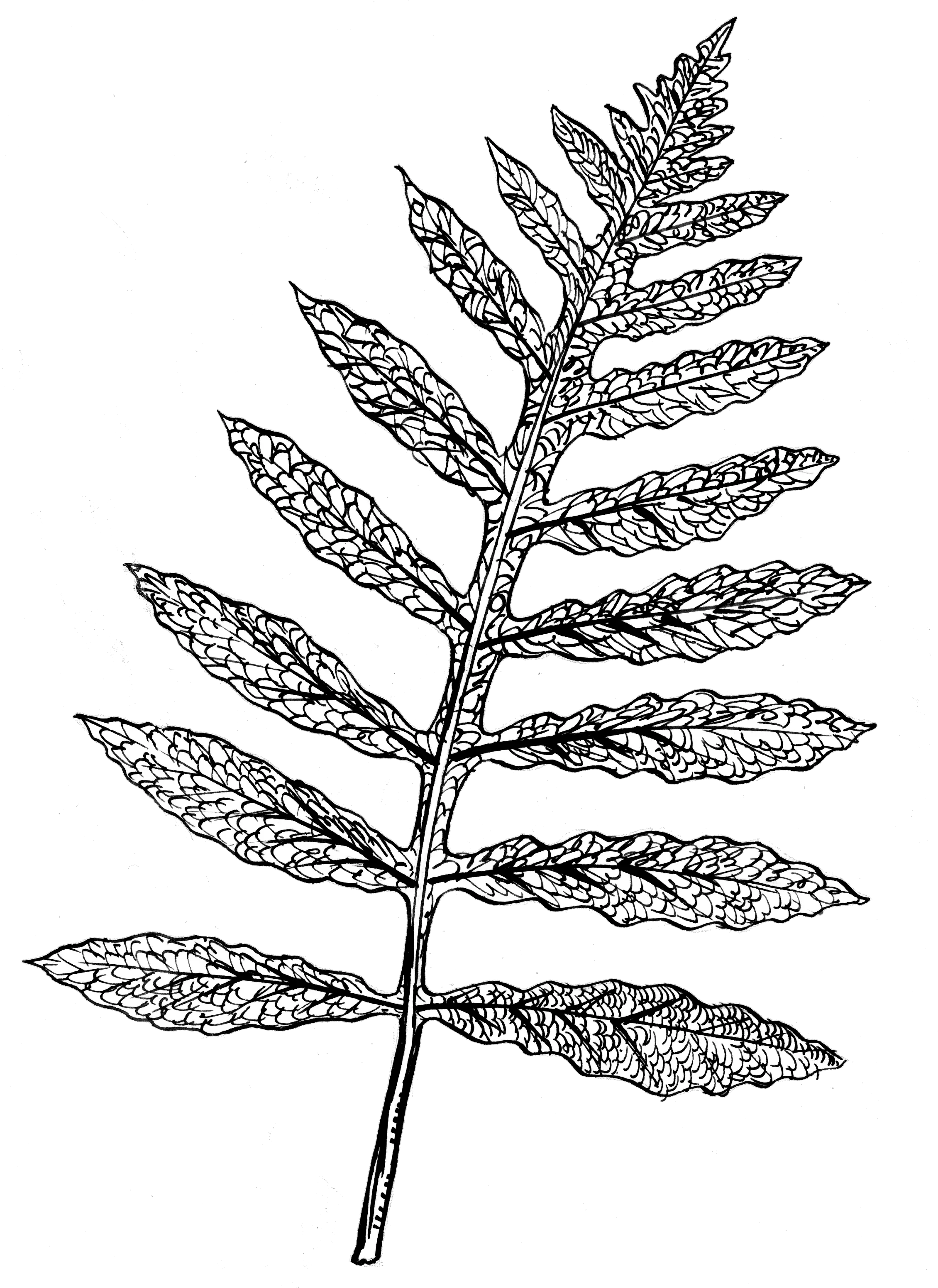 Filesensitive Fern Psfpng Wikimedia Commons Line Drawing Sensitive Fern Fern Leaf Png