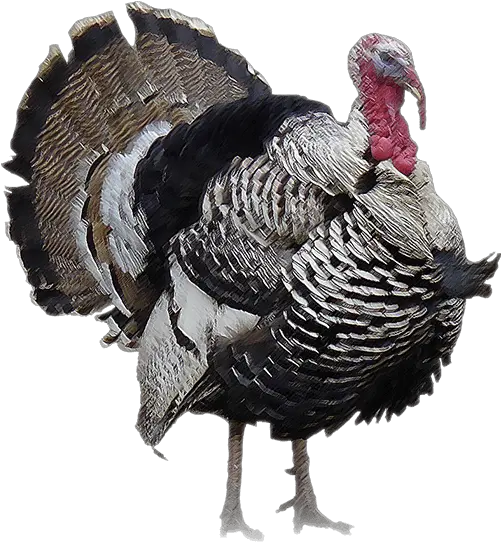 Turkey Bird Png Image With Transparent Background Turkey Peru Animal Png Bird Png Transparent