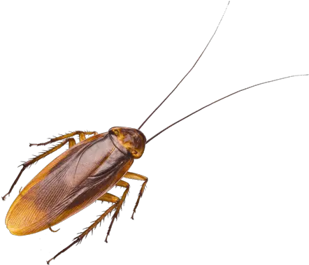 Cockroaches Imagens De Baratas Voadoras Png Cockroach Transparent