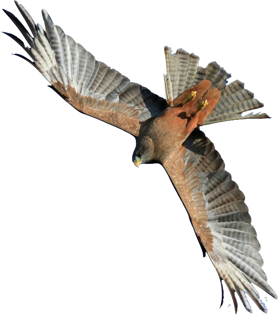 Flying Hawk Png Image Hawk Flying Png Hawk Png