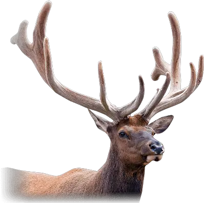 Velvet Antler Bander Benefits Callicrate Banders Elk Png Deer Head Png