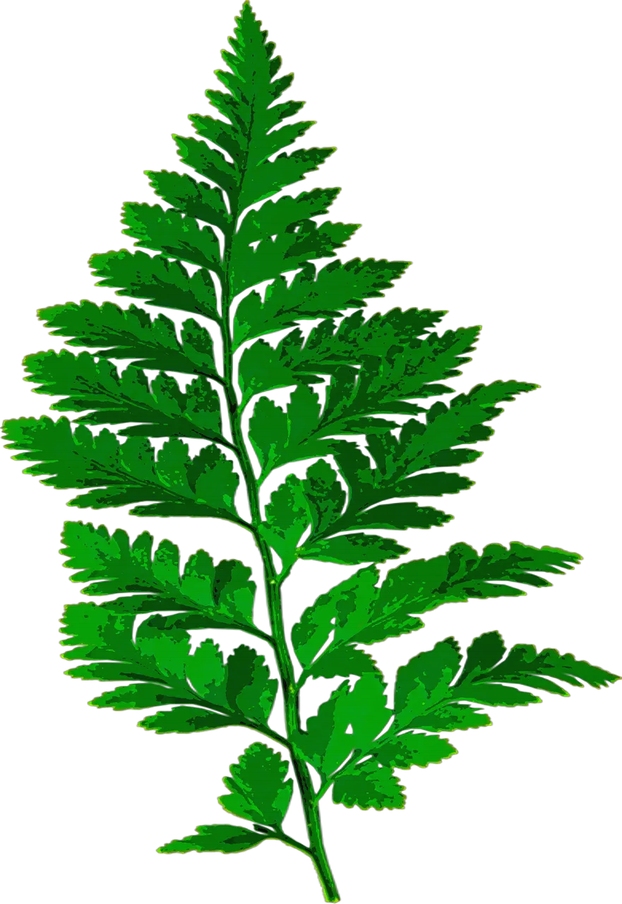 Fern Leaf Nature Green Leaves Fern Leaf Silhouette Png Leaves Transparent Background