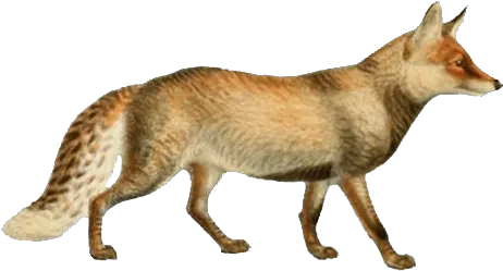 Filedogs Jackals Wolves And Foxes Plate Xxiipng Red Fox Dogs Png