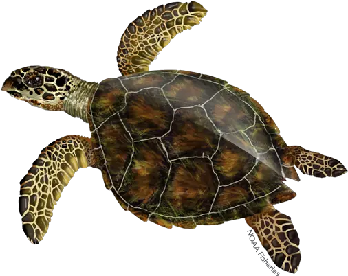 Turtle Png Background Play Hawksbill Sea Turtle Shell Ridley Png