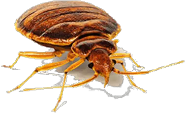 Bed Bug Front View Transparent Png Stickpng Bedbug Png Bugs Png