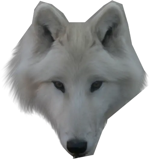 Wolf Face Png 4 Image Arctic Fox Face Png Wolf Face Png