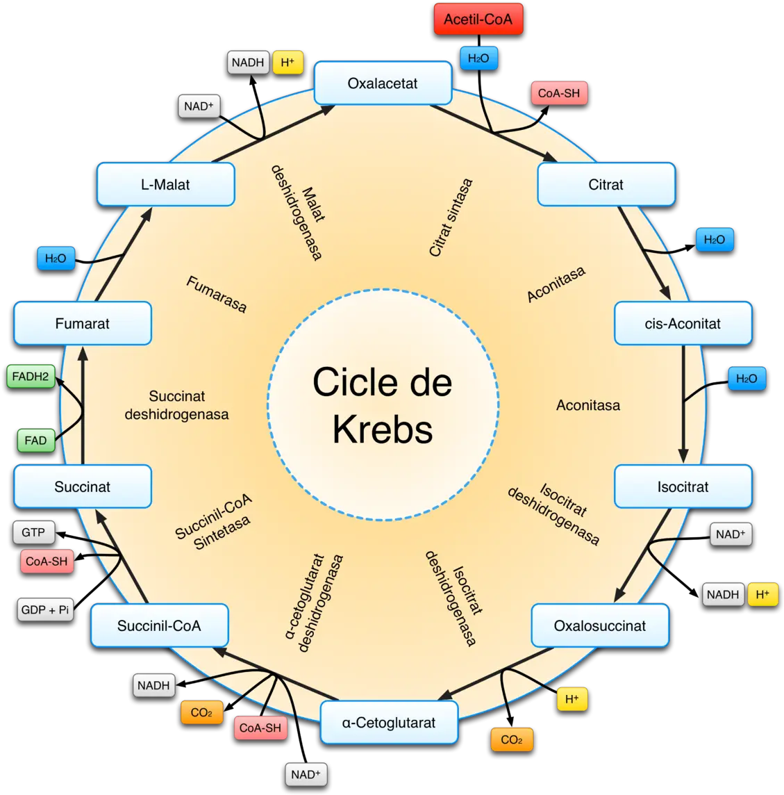 Citric Acid Cycle Citric Acid Cycle Ciclo De Krebs Png Cycle Png