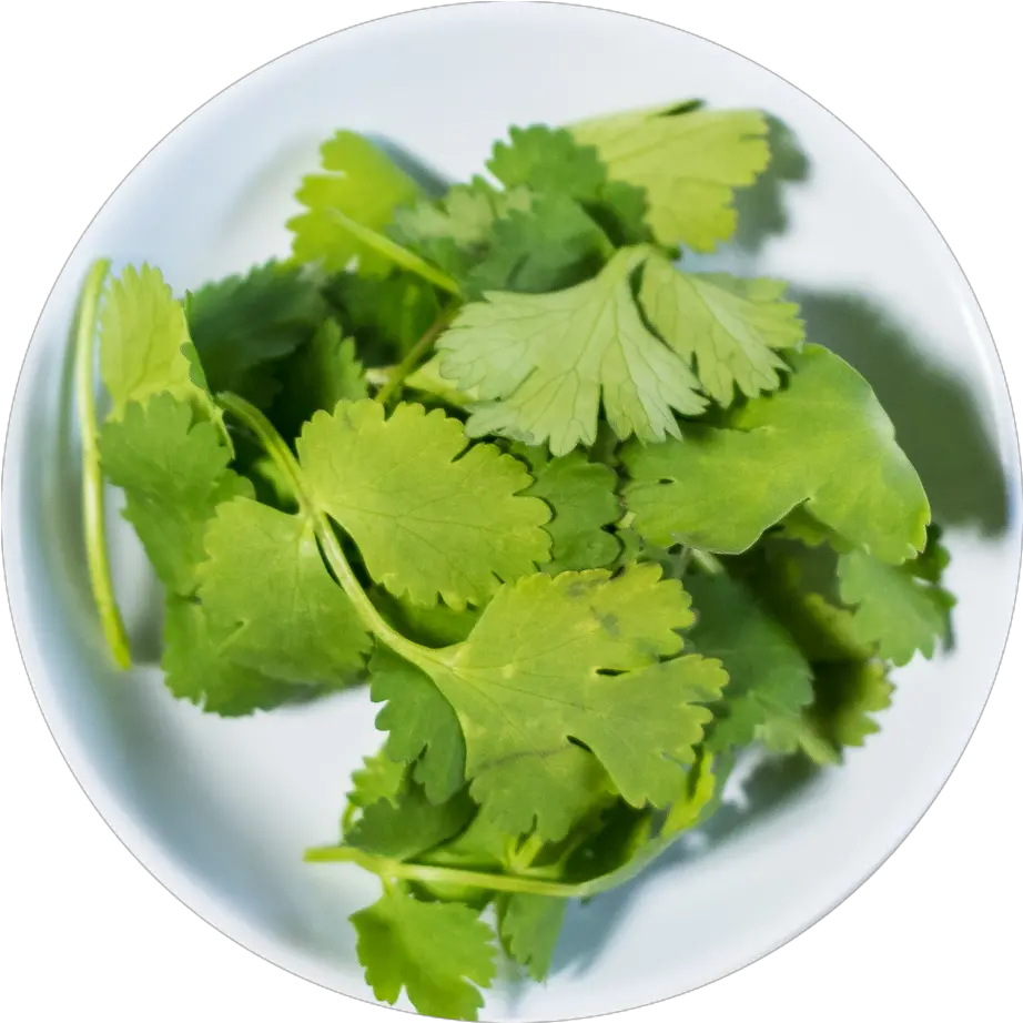 Cilantro Parsley Png Cilantro Png