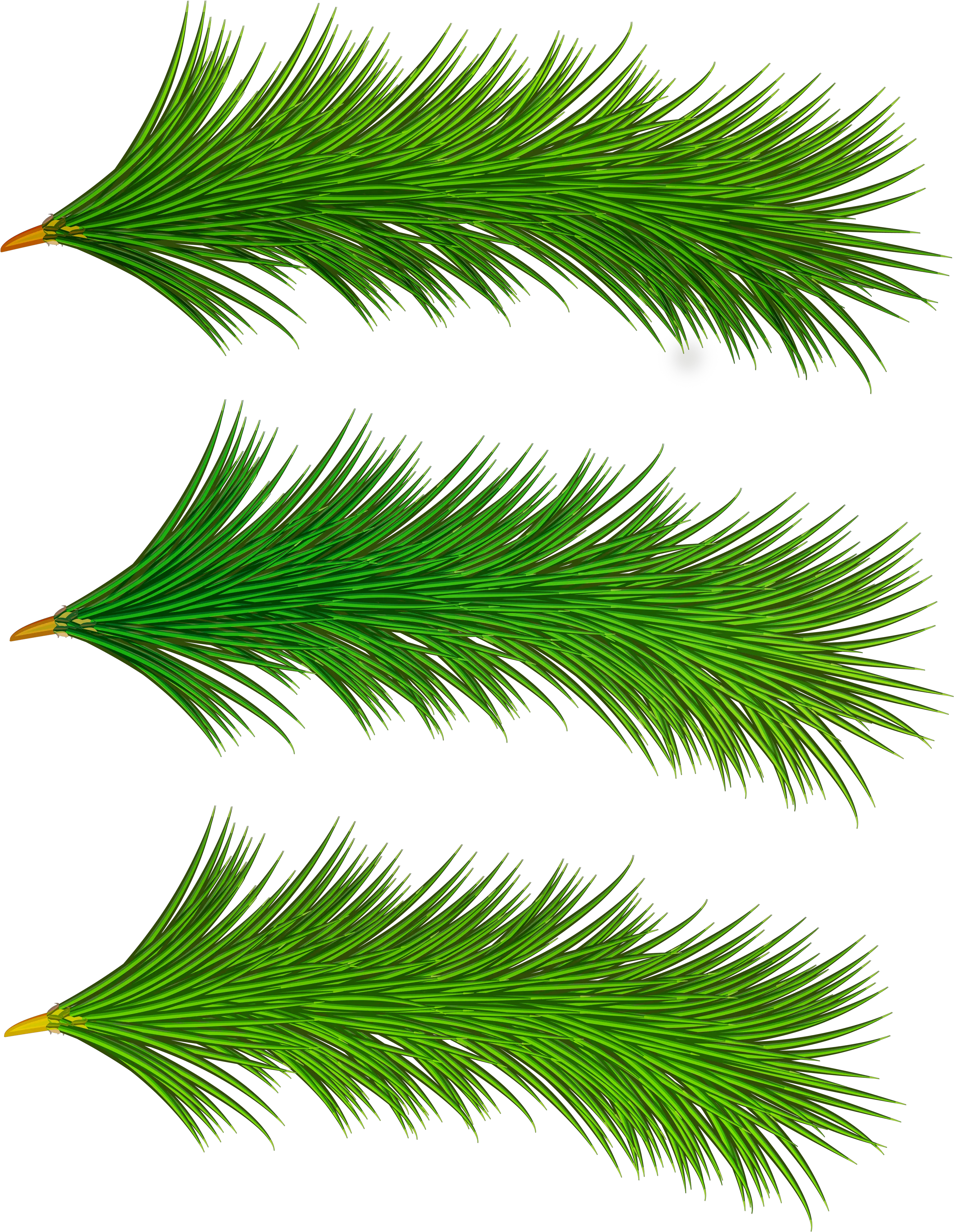 Spruce Branch Png Picture 1837644