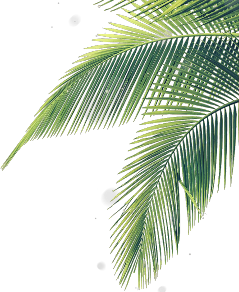 Download Hojas Palmera Sombra Stiker Mix Lines Nature Palm Tree Leaf Png Nature Png