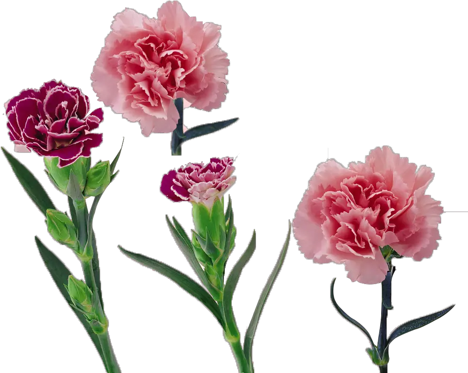 Red Carnation Png Royalty Free Library Carnation Vector Free Red Carnation Vector Carnation Png