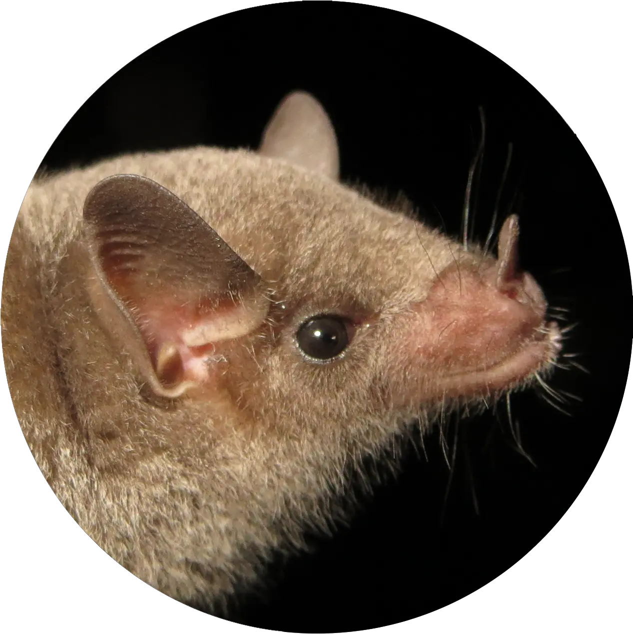 Mexican Long Mexican Long Nosed Bat Png Bats Transparent