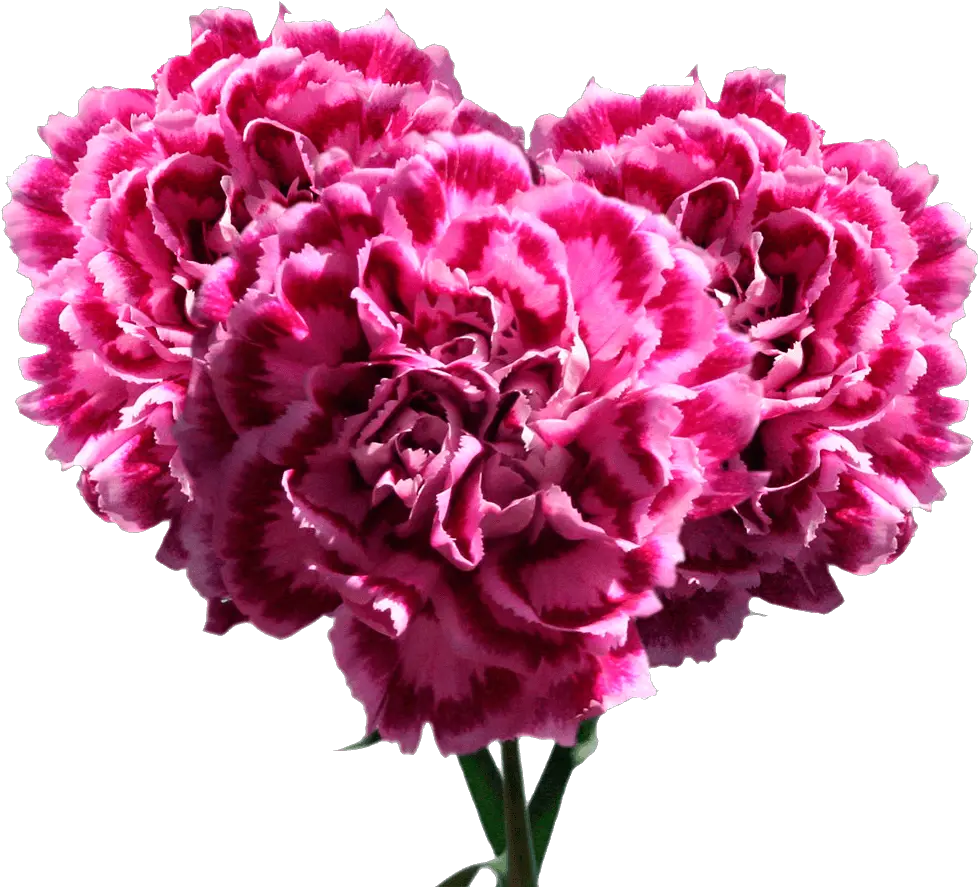 Pink Carnation Flowers Low Price Free Carnation Png Carnation Png