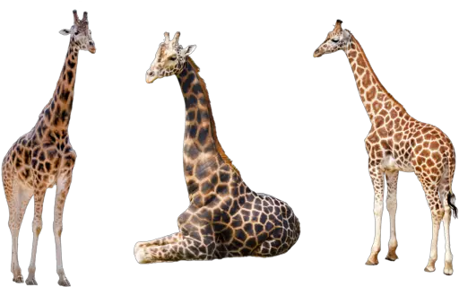 Giraffe Png Transparent Images