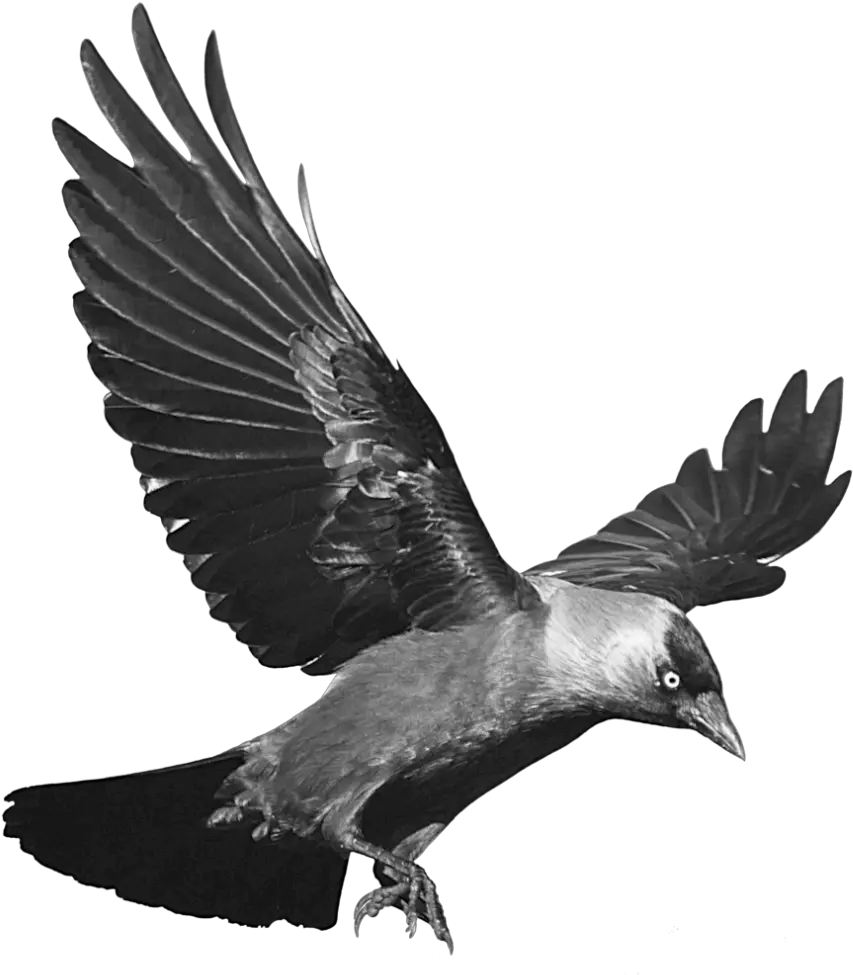 Raven Flying Transparent Background Transparent Background Crow Clipart Png Raven Transparent Background