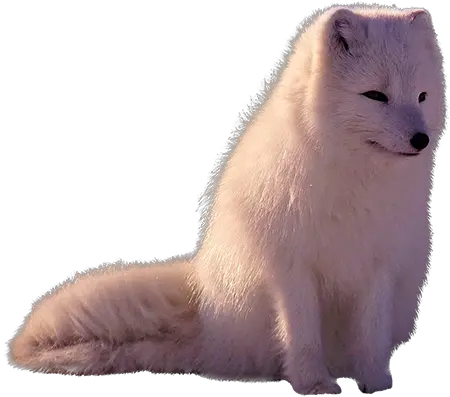 Arctic Fox Fox Overlay Transparent Png Arctic Fox Png