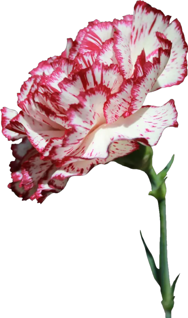 Carnation Flower Png Transparent Images Carnation Flower Png Transparent Carnation Png