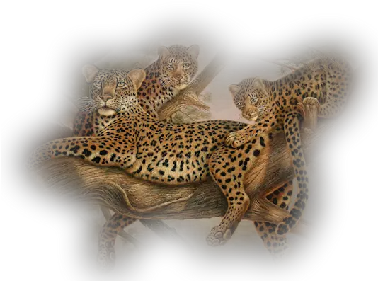 Download Leopard Png Pic Free Transparent Png Images Leopard Png