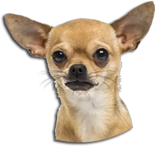 Chihuahua Dog With Diamond Collar Png Chihuahua Png