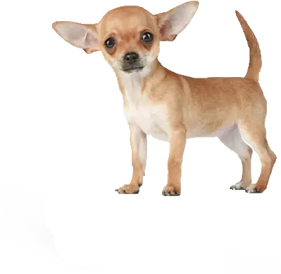 Planet Chihuahua Transparent Background Chihuahua Png Chihuahua Png