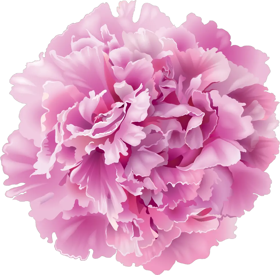 Pink Carnation Clip Art Freeuse In 2020 Transparent Peony Flower Png Carnation Png