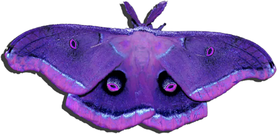 Transparent Background Moth Wings Purple Png Moth Png