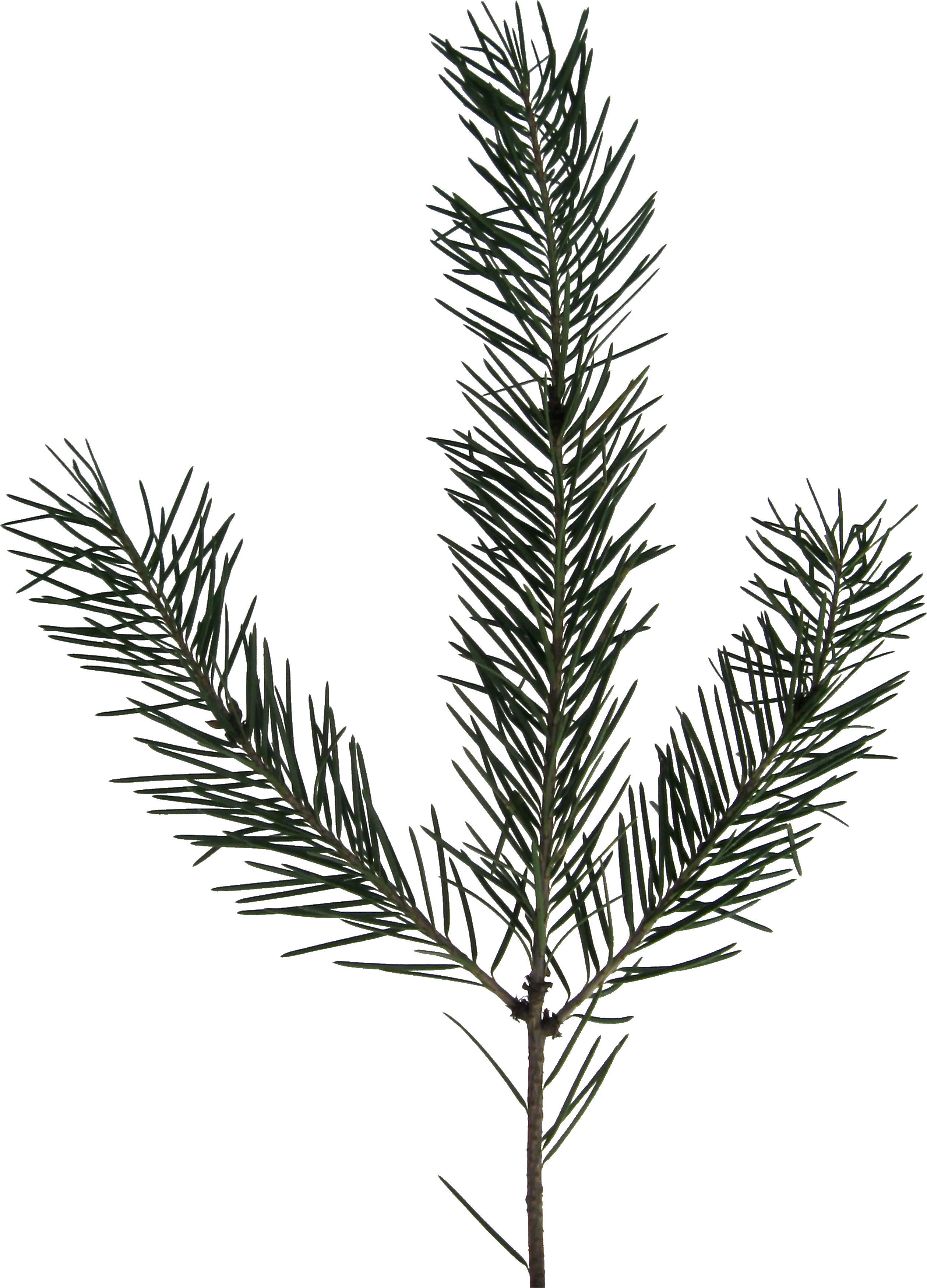 Download Hd Transparent Evergreen Branch Png Fir Sprig Black And White Branch Png