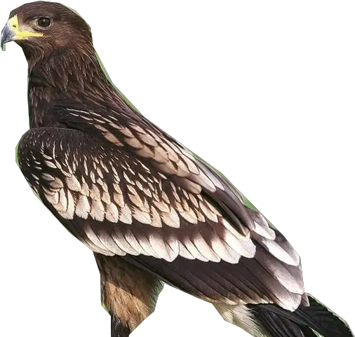 Golden Eagle Transparent Png Greater Spotted Eagle Png Golden Eagle Png