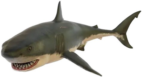 Real Shark Fin Png 1 Image Png Shark Fin Png