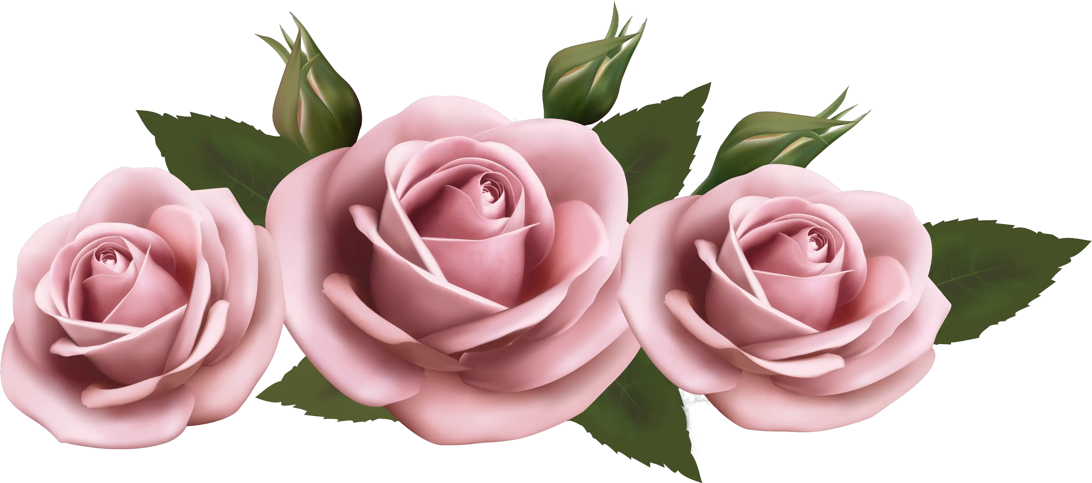 Beautiful Transparent Pink Roses Png Transparent Background Png Pink Rose Roses Transparent Background