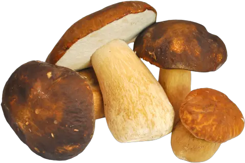 Mushroom Transparent Background Png