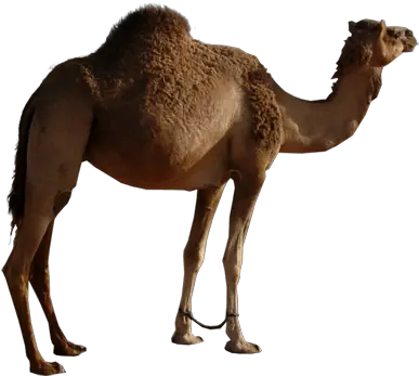 Camel Png Image Free Pictures Camelo Jogo Do Bicho Camel Png