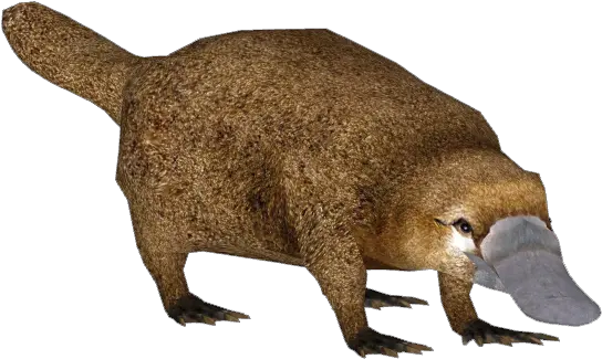 Platypus Png 4 Image Zoo Tycoon 2 Platypus Platypus Png