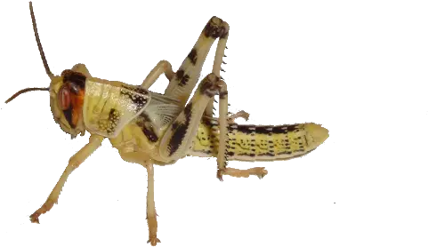 Grasshopper Transparent Png Image Cricket Insect Transparent Background Grasshopper Png