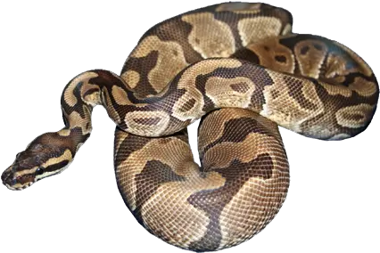 Ball Python Png 7 Image Northern Copperhead Python Png