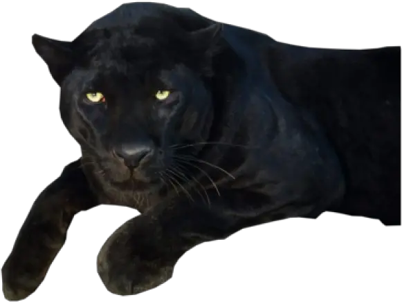 Black Panther Clipart Transparent Png